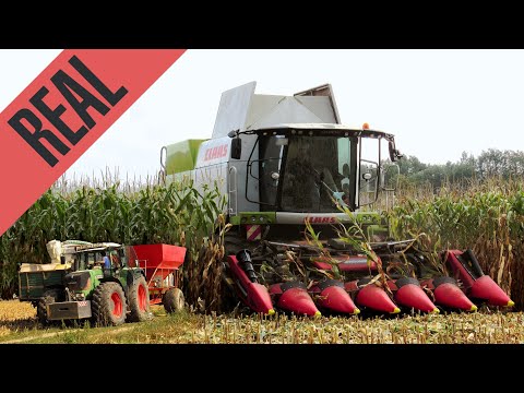 Harvesting and Grinding Corn 2022 🌽 | FENDT 920 TMS with ultra SOUND 🔊 [4K]