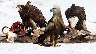 Top 10 Wildest Birds In The World - This Bird Swallowed Bones Whole