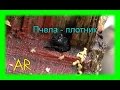 Пчела - плотник / Xylocopa valga. Пчела, которая грызет дерево ...