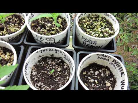 JOHNNY GAIL, LEROY GLUE &  MICKEY DORA "DA CAT " CANNABIS STRAINS BIGKUSH GENETICS