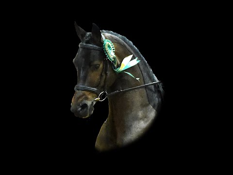 2022 Future Gravitas (Grafenstolz x Bohemond xx)  Stallion Overview