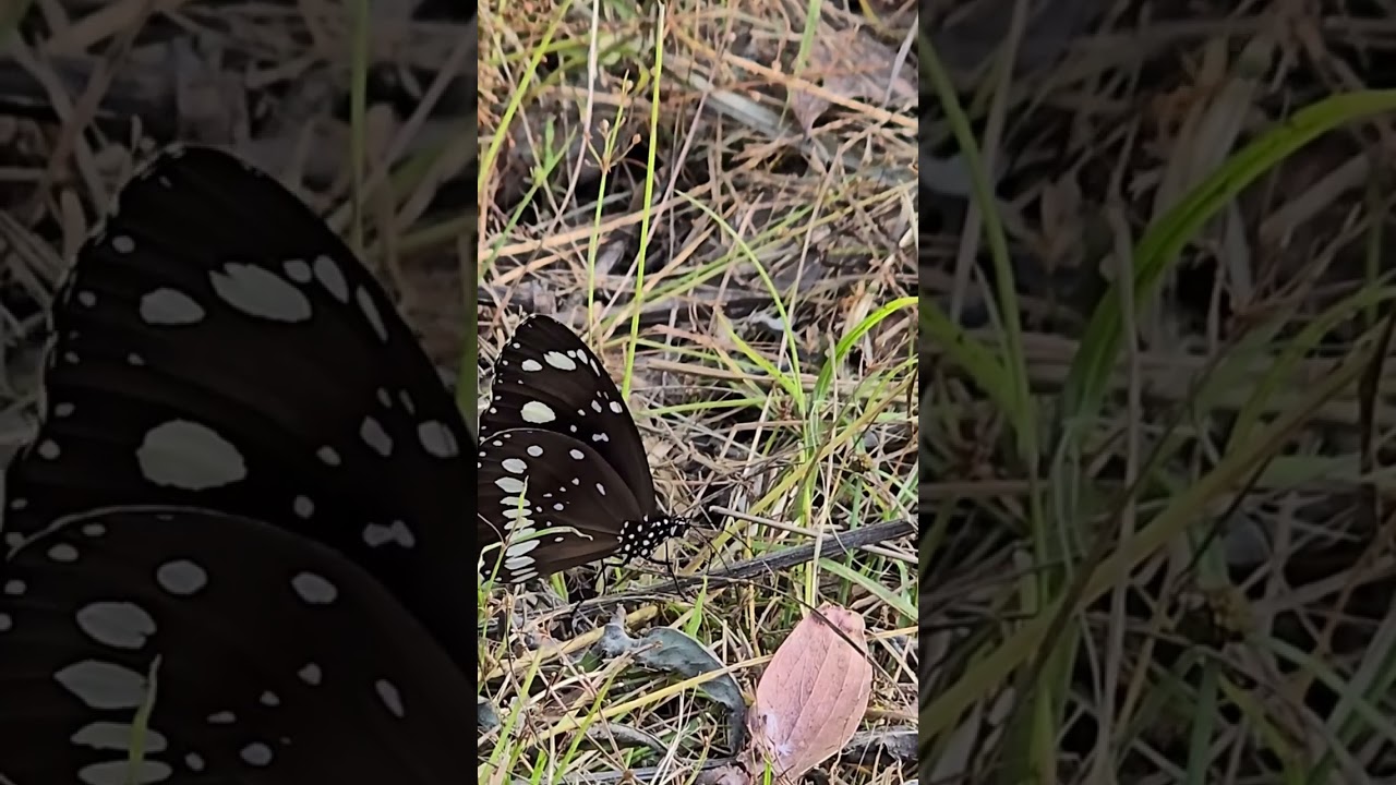 YouTube Short thumbnail