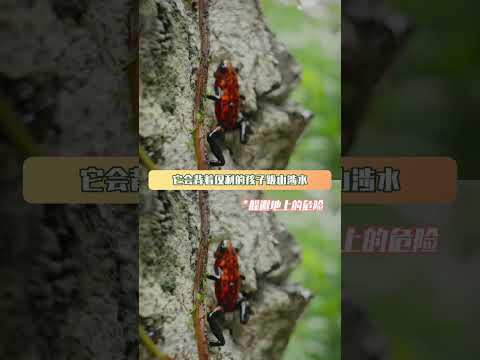 箭毒蛙体型很小但是她的爱很大 #动物世界纪录片 #箭毒蛙  #母爱 #自然奇观