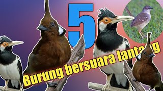 Download lagu Lima jenis burung rumahan bersuara paling keras mp3 Download lagu Lima jenis burung rumahan bersuara paling keras mp3