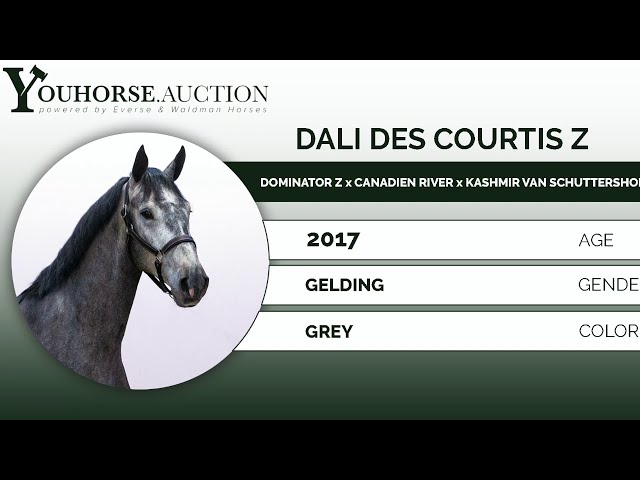 Dali Des Courtis Z under the saddle