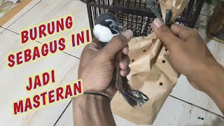 Download lagu 50RIBU DAPAT BURUNG HIAS & MASTERAN HANDAL || Ciri-ciri Perbedan Tepus Leher Putih Jantan Dan Betina mp3