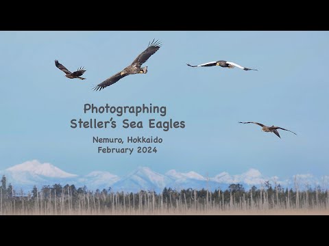 Photographing Stellers Sea Eagles Nemuro Hokkaido