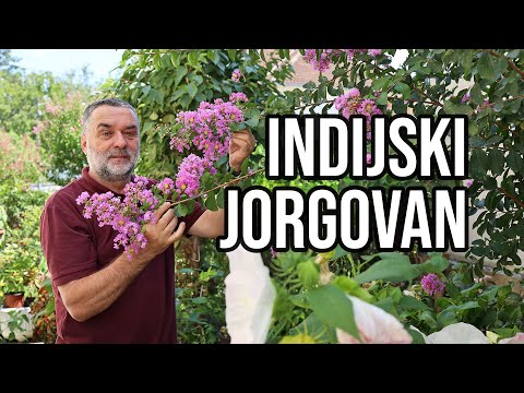 Indijski jorgovan