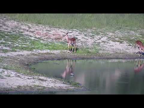 Djuma: Terrapins, Blacksmith Lapwings and then Impala rams - 16:48 - 01/09/2023