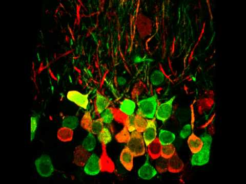 Co-Injection of 2 Lentiviruses in vivo thumbnail