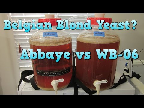 Dry Yeast for a Belgian Blond?  Abbaye vs WB-06 Yeast Comparison!