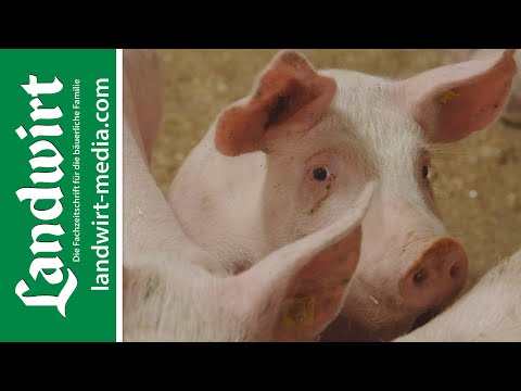 Feces and urine separation in pigsties | landwirt-media.com