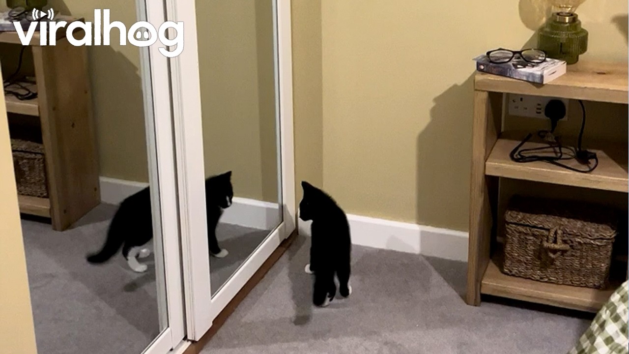 Cat Fighting His Own Reflection || ViralHog