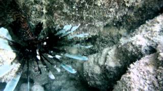 preview picture of video 'Underwater Adventure Akumal Beach Snorkeling'