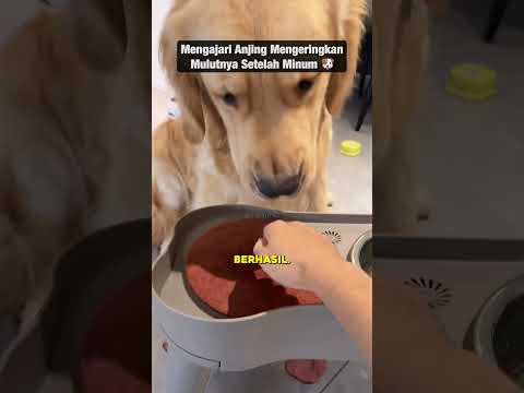 Golden Retriever Ini Belajar dengan Sangat Cepat 🤩🐶 #anjing #latihan #tips