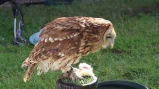 preview picture of video 'Tawny Owl Eating Chick!'