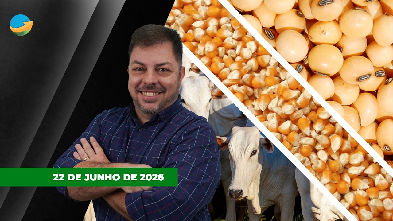 Queda do petróleo e clima favorável nos EUA pressionam milho e soja em Chicago; Boi recua em SP