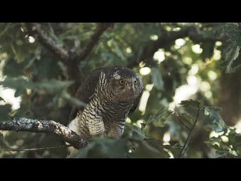 Parque Natural de la Sierra Norte de Guadalajara