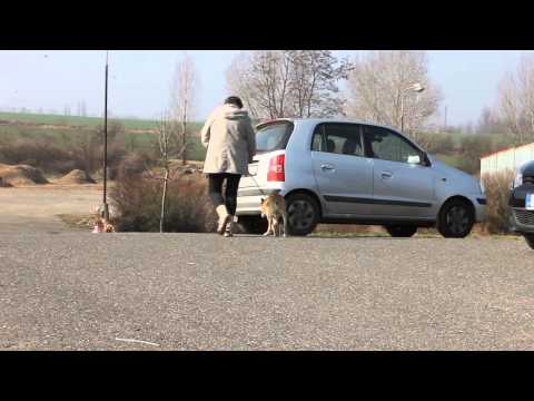 Sir odjíždí do nového domova, Útulek Lesan Kralupy nad Vltavou (4)