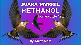 Download lagu suara panggil walet borneo (SP.METHANOL) mp3