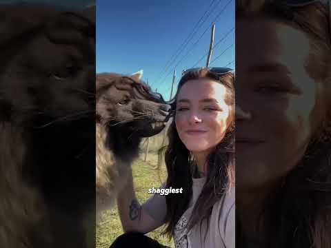 Brown hyena 🥰💕💕😍 #animals #animallife #cuteanimal #animalove #wildlifeentertainment #cute