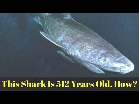 The Oldest Shark Alive