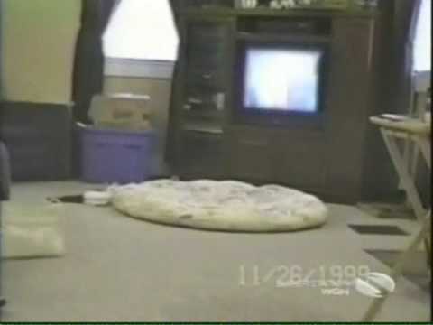 Cat Video Compilation