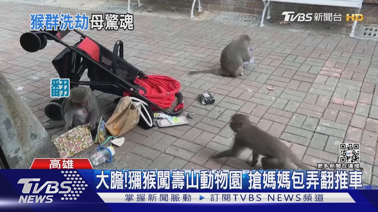 治安亮紅燈!獼猴闖壽山動物園 搶媽媽包弄翻推車