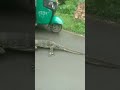 Big Lizard On Road Short