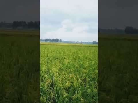 Nature Status Video | Sujoy Official | #shorts #sujoyofficial