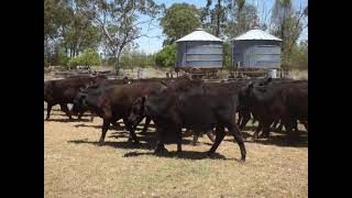 34 EU Angus Strs Goondiwindi