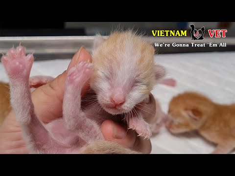 Baby newborn kittens wanna check their health at VET | Animal vet clinic