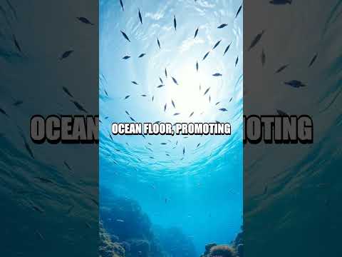 The Surprising Role of Sea Cucumbers