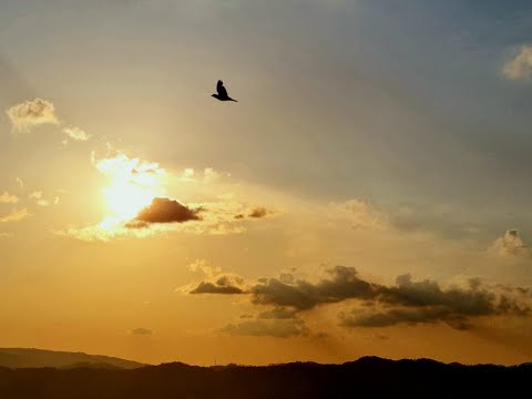 Tips for doing mobile photography