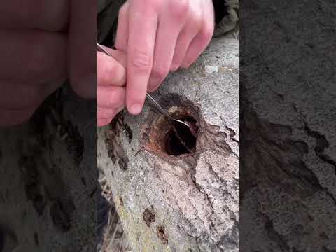 How to survive in the forest