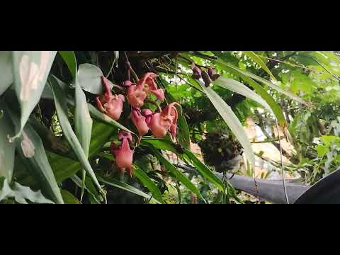 Vivero de quipama boyacá colombia..