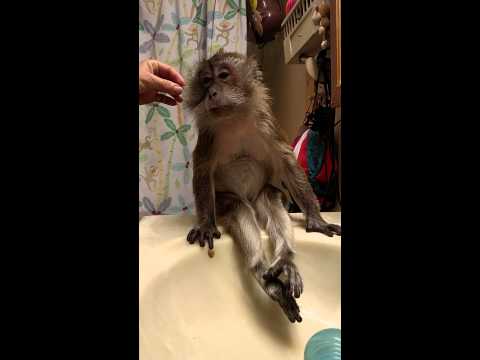 Aşa cevaaa&hellip;rar ai ocazia să vezi! Cum arată prima maimuţă metrosexuală! R&acirc;zi cu lacrimi