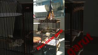 Download lagu pleci dakun garut nembak variasi mp3 Download lagu pleci dakun garut nembak variasi mp3