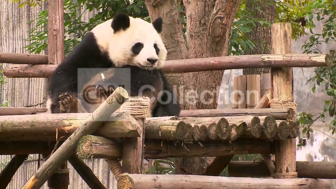 CHINA: PARK LETS YOU HUG PANDAS (CUTE!!!)