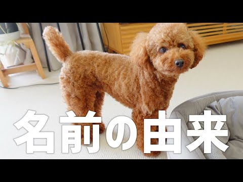 犬の名前を変更できますか?