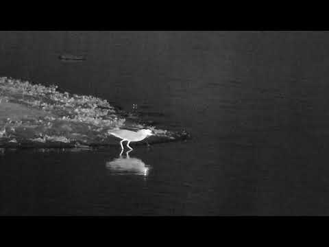 Djuma: Black-crowned Night Heron - 20:47 - 12/28/2022