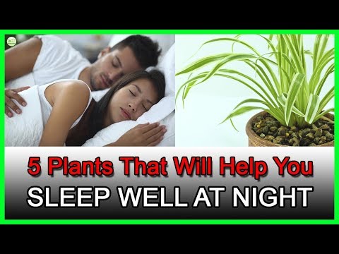 Not Sleeping Well? - 5 Plants That Will Help You Sleep Well At Night | Best Home Remedies