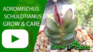 Adromischus schuldtianus – grow & care (Beautiful succulent)