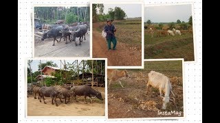 preview picture of video 'Isaan Village Cattle'