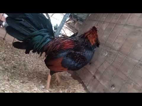 Gallo Asil plummer - Hatch