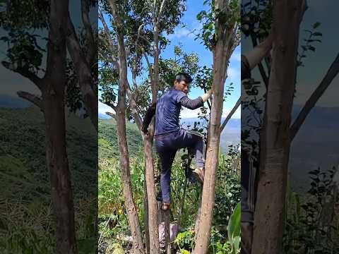 hola hoy vamos a cosechar choclo y unos cuantos sawuintos #turismo #vallegrande