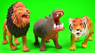 Carnivore and Herbivores | Learn What Wild Animals Eat | Video for Children