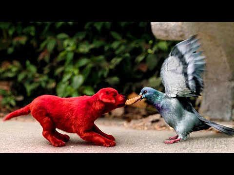 Le chiot rouge le plus MIGNON du monde | Les meilleures scènes de bébé Clifford 🌀 4K