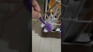 ひたすらに猫が可愛いだけの動画