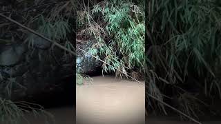 Download lagu Ular Raksasa Menjadi Batu mp3